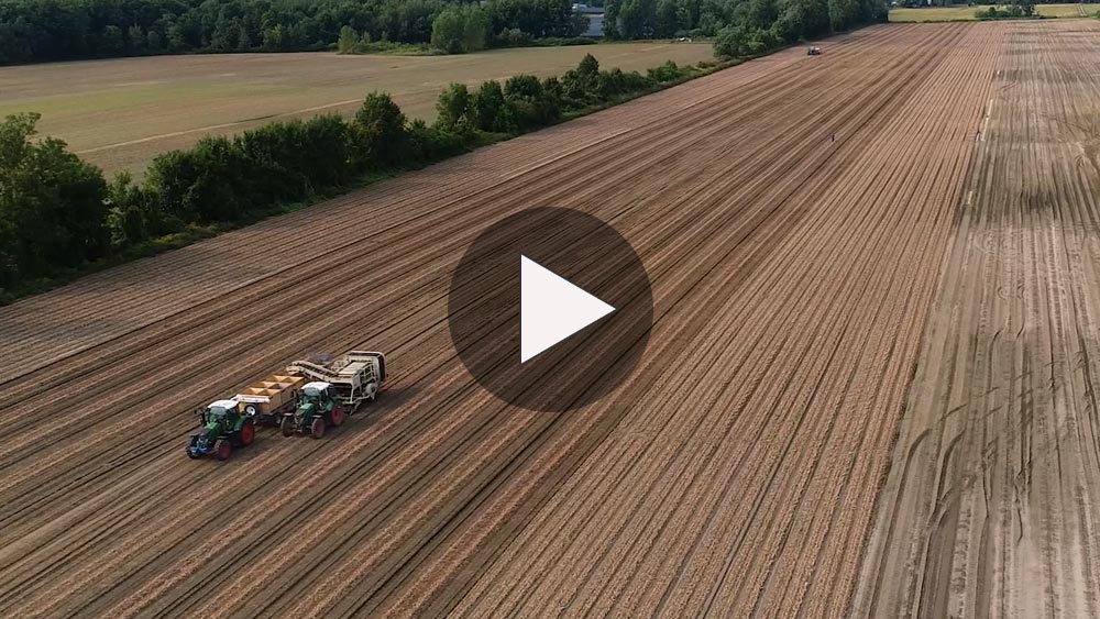 Onion Harvest